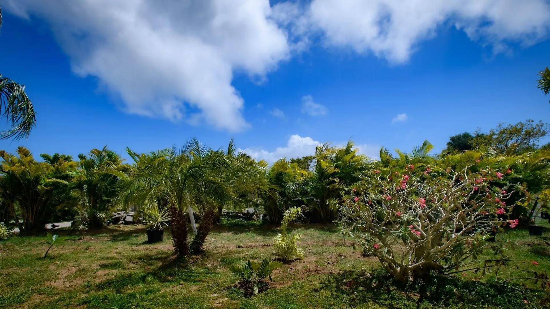 Club Vieques - Adults Only Resort - Lgbt Friendly 4*,  Puerto Rico